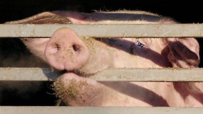 "Für den Verbraucher besteht keine akute Gefahr": Dreck im Essen