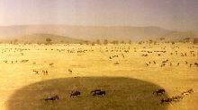 Zu viele Hotels in Nationalparks: Kenia will Bauten stoppen