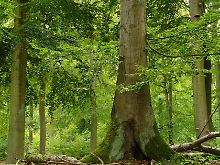 Mächtige Buchen im Nationalpark Kellerwald-Edersee.