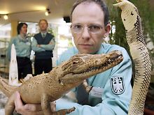 Der Zoll präsentiert geschmuggelte Tier-Souvenirs: ein ausgestopftes Krokodil und eine Kobra.