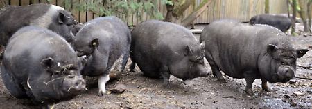 In Rheinland-Pfalz hielten eine Mutter und deren Tochter 500 Hängebauchschweine, die mittlerweile im Tierheim leben.
