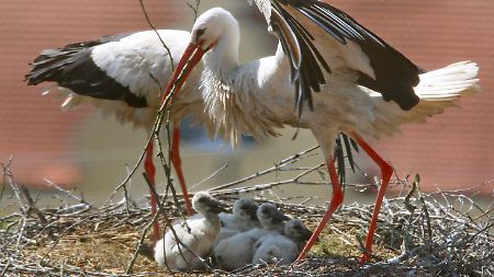 Im Alter von drei bis vier Wochen können die Jungvögel nicht mehr von ihren Eltern gewärmt werden.