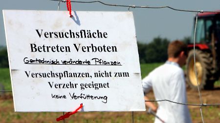 Firma kommt ins Grübeln: Gentechnik-Felder verwüstet