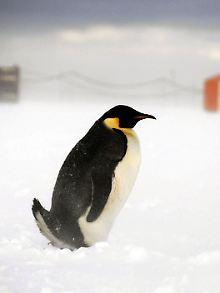 Der Niederländer unter den Pinguinen: ein Kaiserpinguin in der kalten Antarktis.