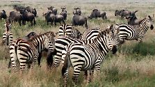 "Wie im Paradies": Serengeti - Die endlose Ebene