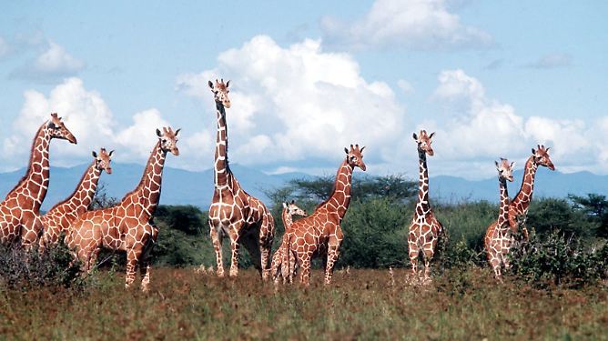 "Wie im Paradies": Serengeti - Die endlose Ebene
