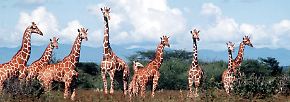 "Wie im Paradies": Serengeti - Die endlose Ebene