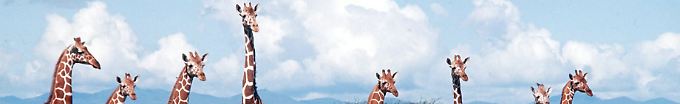 "Wie im Paradies": Serengeti - Die endlose Ebene