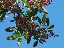 Früchte des Brasilianischen Pfefferbaumes.
