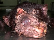 Tödlicher Tumor: Beim tasmanischen Teufel ist das hohe Krebsvorkommen fast artenbedrohend.