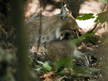 Das Luchs-Weibchen Viivi leckt eines ihrer beiden Luchs-Jungen. Selbst 2003 geboren, brachte sie vor rund fünf Wochen zwei Luchse zur Welt.