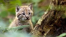 Neugierig schaut ein junger Luchs ...