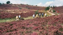 Ein Hauch von Dschungel in Hessen: Wandern auf dem Urwaldsteig