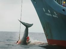 Japan fängt unter dem Deckmantel der Wissenschaft Wale.