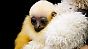 Gibbons - hier ein Gibbon-Baby im Zoo von Perth, Australien - gelten als die romantischsten aller Primaten. Sie gehen mit ihren Partnern lebenslange Bindungen ein und singen sich gegenseitig Ständchen vor.
