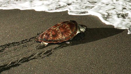 Nach Schätzungen des WWF gibt es weltweit nur noch 8000 Karettschildkröten-Weibchen.