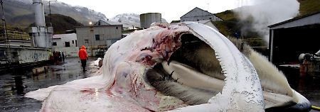 Ein von isländischen Walfängern erlegter Wal wird auf Reykjavik zerlegt (Archivfoto vom 26.10.2006).