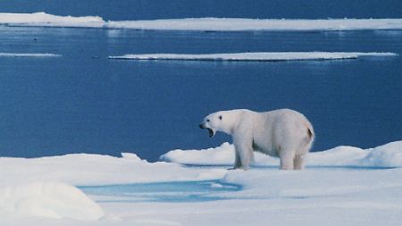 Ein Eisbär auf einer Eisscholle bei Spitzbergen: eindrucksvoll, aber eine Begegnung kann gefährlich werden.