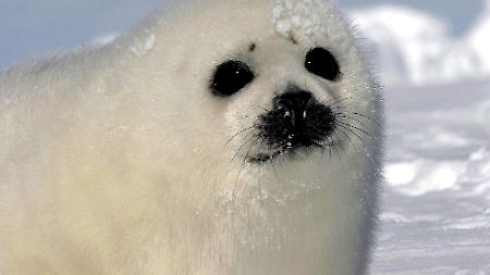 Tierschützer auf Umwegen: Robbenpelzgeschäft gekauft