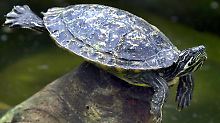 Von den Kanaren in die Karibik: Schildkröten sind mobil