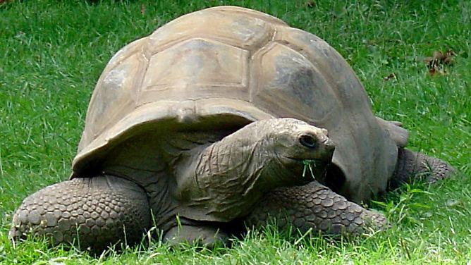 Gepanzert, friedlich und bedroht: Schildkröten