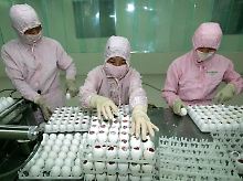 In einem Pharma-Unternehmen im chinesischen Hangzhou werden zur Serum-Gewinnung Embryonen in Hühnereiern mit dem Virus H1N1 geimpft.