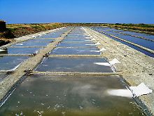 Aus den Salzgärten der Île de Ré stammt die exquisite und teuer gehandelte "Fleur de Sel".