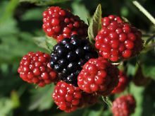 Das zu kühle Sommerwetter lässt die Beeren derzeit nur zögerlich reifen.