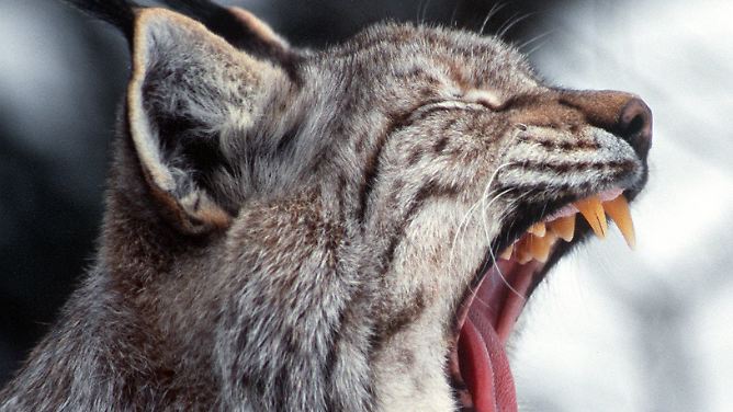 Geflecktes Pinselohr: Der Luchs ist zurück