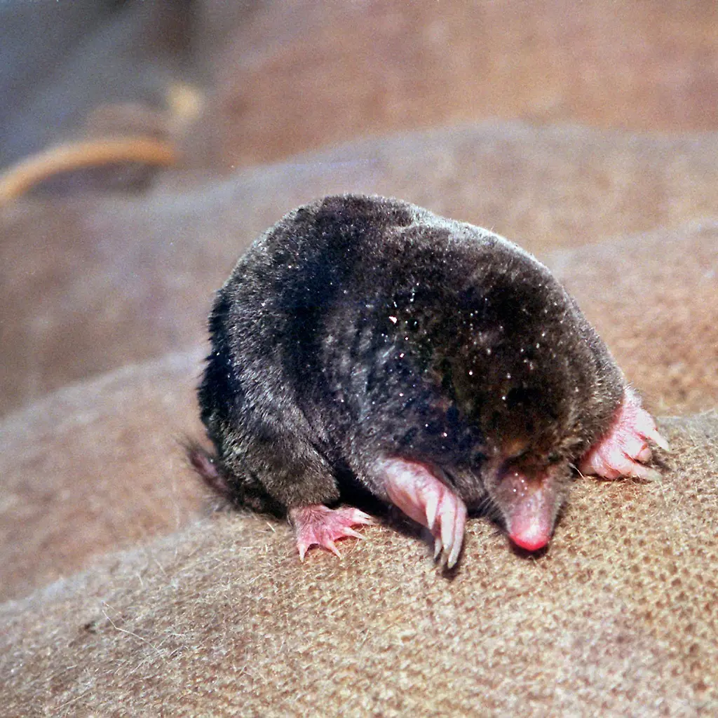 maulwurf