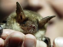 Eine Große Mausohr-Fledermaus. 
