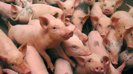 Schwein gehabt? Wohl eher nicht: Der Preis für Schweinefleisch ist in China exorbitant gestiegen.