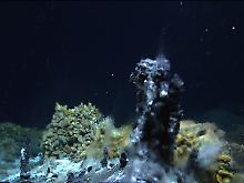 Das Muschelfeld im Atlantik setzt bis zu 5000 Liter Wasserstoff pro Stunde um.