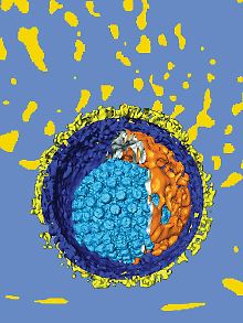 Das Modell eines Herpes-Virus.