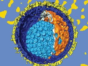 Das Modell eines Herpes-Virus.