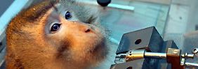 "Ganz ohne geht es nicht": Immer mehr Tierversuche