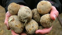 Kartoffeln heißen in der Uckermark "Nudeln".