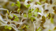 Alfalfa-Sprossen sind bei Kennern besonders beliebt.