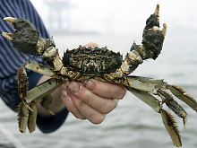 Eine chinesische Wollhandkrabbe aus der Nähe von Hamburg. 
