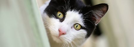 Ob dieser Kater ebenfalls eine Vorliebe für Damenunterhosen hat, ist nicht bekannt.