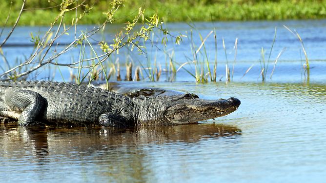 Zeugen der Urzeit: Krokodile, Alligatoren und Gaviale