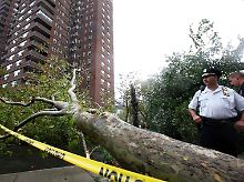 In Manhattan waren mehrere Bäume umgestürzt.