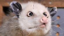 Die Beutelratte mit dem markanten Silberblick war im September gestorben. 