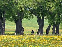 Sehr zu empfehlen: Urlaub auf und mit dem Rad - hier auf der denkmalgeschützten Kurfürstenallee in Marktoberdorf (Schwaben).