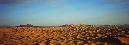 Die Sahara ist die Heimat der Sandfisch.