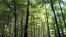 Einsame Wege im Hunsrück: Wandern auf dem Soonwaldsteig