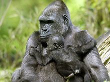Die Ergebnisse sind ein Hinweis darauf, dass auch Gorillas die Immunschwäche auf den Menschen übertragen können.