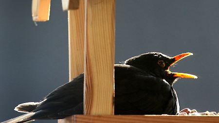 Eine Amsel im Futterhaus.