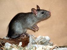 Eine Hausratte ohne Stress.