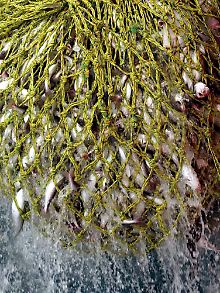 In der Nordsee gefangener Kabeljau und Schellfisch. 